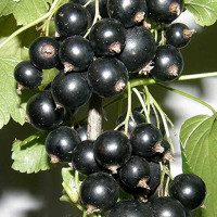 Смородина черная Зеленая дымка Садовита