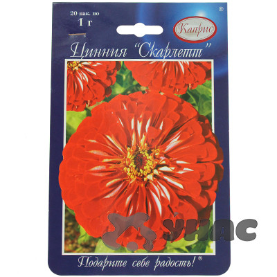 К Циния Скарлетт Каприс