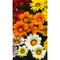 Гацания Кисс F1 смесь 5шт Syngenta/Садовита Ц