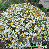 Танасетум Снежная красавица НК Цх10