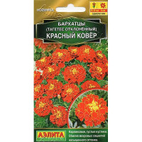 Бархатцы Красный ковер Аэлита Цх10