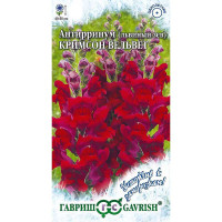 Львиный зев Кримсон Вельвет Гавриш Ц