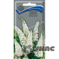 Буддлея Давида Белые кисти Поиск Ц