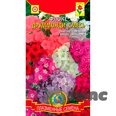 Флокс друммонди смесь Плазма Ц