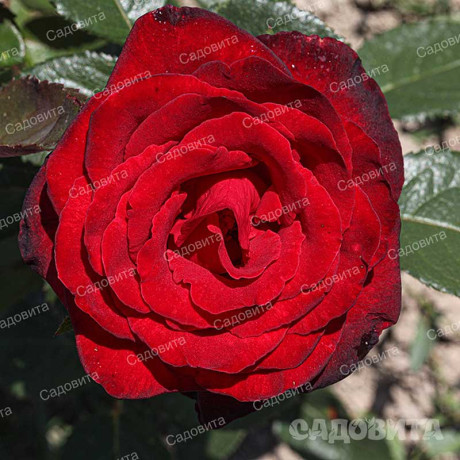 Роза чайно-гибридная Гранд Гала Садовита