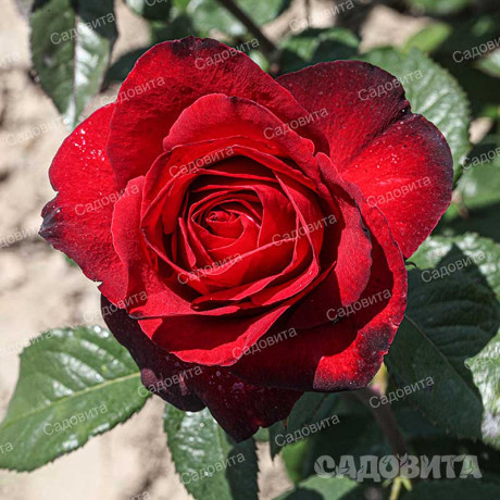 Роза чайно-гибридная Гранд Гала Садовита