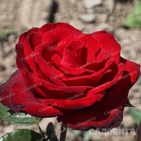 Роза чайно-гибридная Гранд Гала Садовита