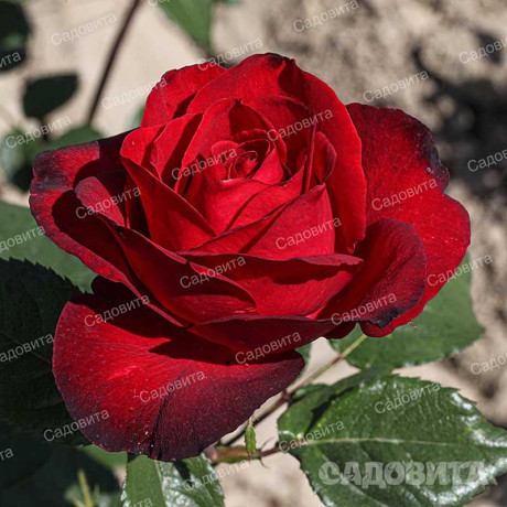 Роза чайно-гибридная Гранд Гала Садовита