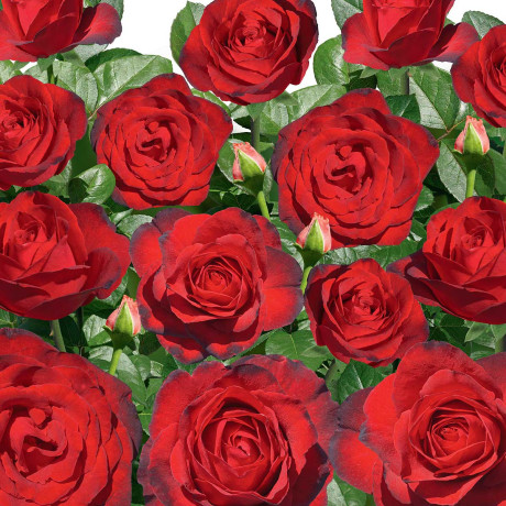 Роза чайно-гибридная Гранд Гала Садовита