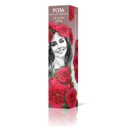 Роза шраб Зе Дарк Леди (английская) Садовита