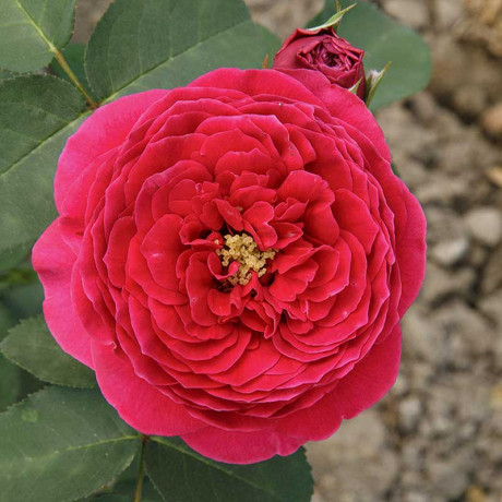 Роза шраб Зе Дарк Леди (английская) Садовита