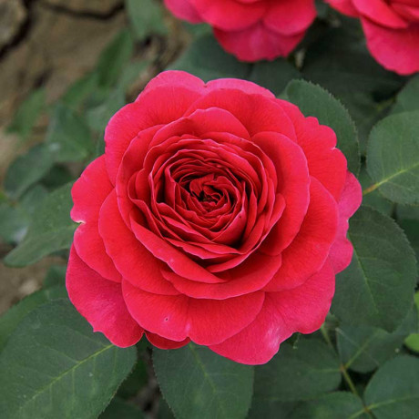 Роза шраб Зе Дарк Леди (английская) Садовита