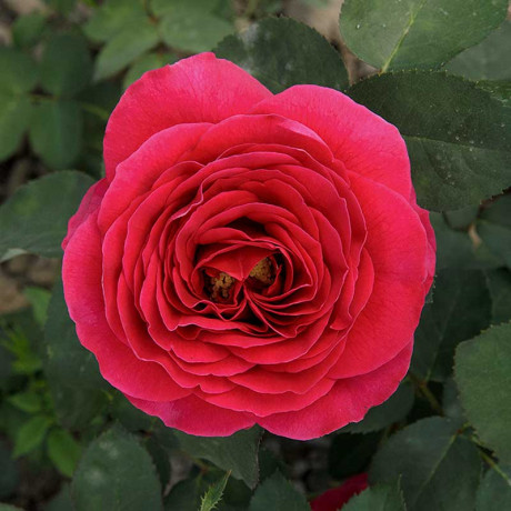 Роза шраб Зе Дарк Леди (английская) Садовита