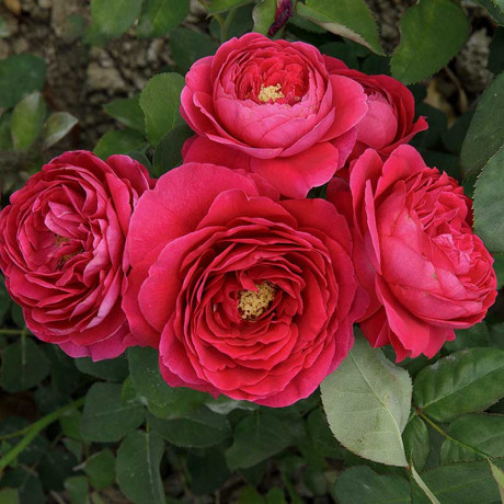 Роза шраб Зе Дарк Леди (английская) Садовита