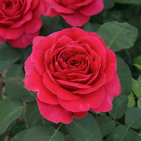 Роза шраб Зе Дарк Леди (английская) Садовита