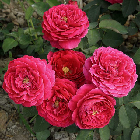 Роза шраб Зе Дарк Леди (английская) Садовита