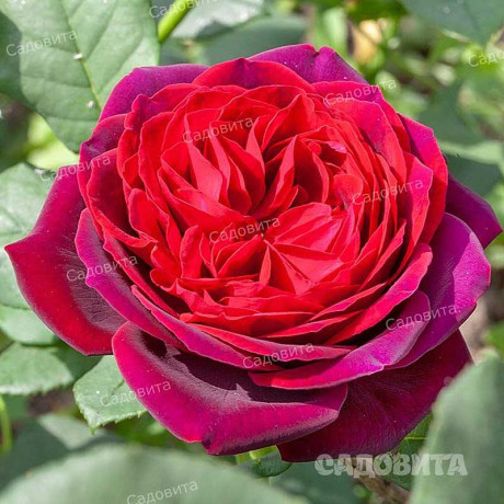 Роза шраб Графиня Харденберг Садовита