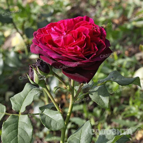 Роза шраб Графиня Харденберг Садовита