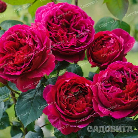 Роза шраб Графиня Харденберг Садовита