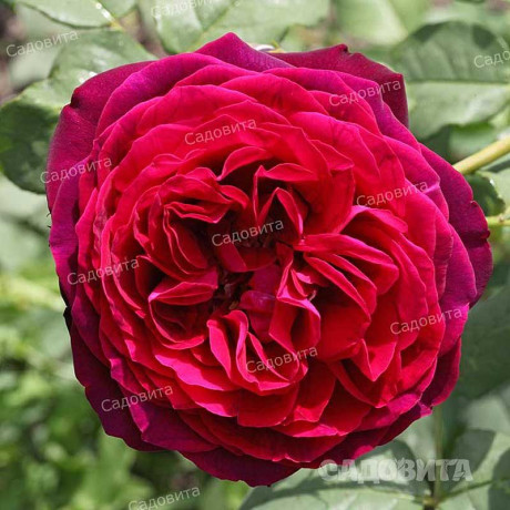 Роза шраб Графиня Харденберг Садовита