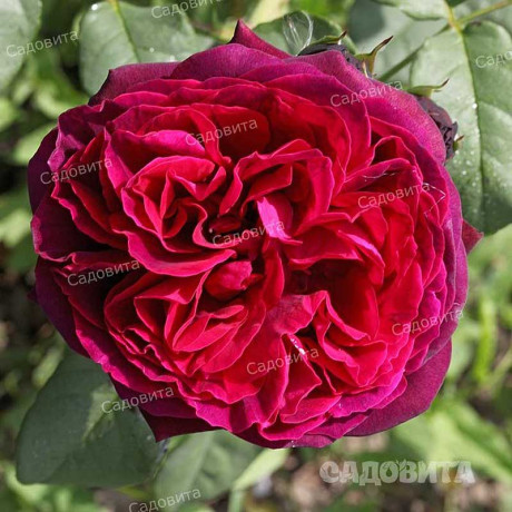 Роза шраб Графиня Харденберг Садовита