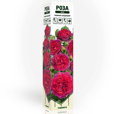 Роза шраб Графиня Харденберг Садовита