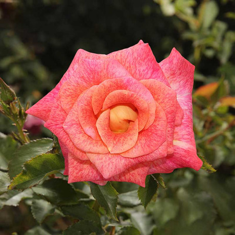 Роза флорибунда Мишель Серро Садовита