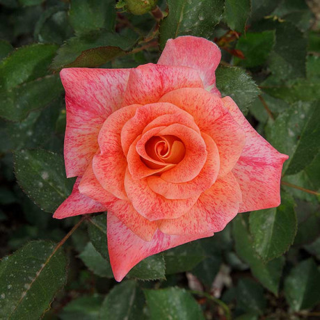 Роза флорибунда Мишель Серро Садовита