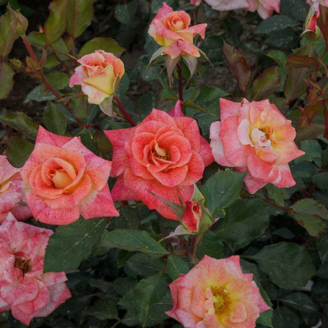 Роза флорибунда Мишель Серро Садовита