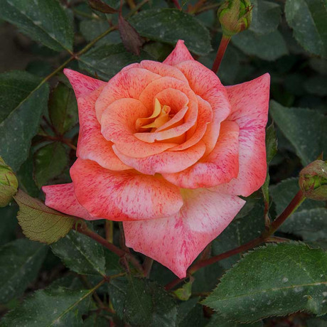 Роза флорибунда Мишель Серро Садовита