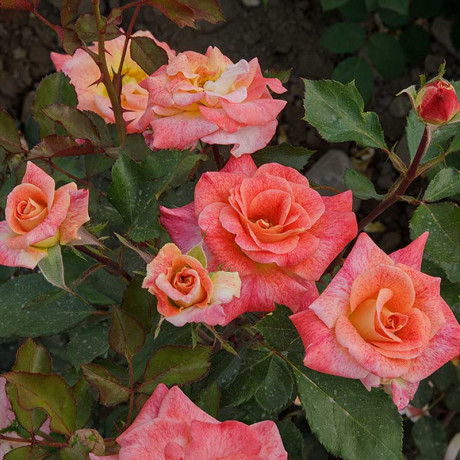 Роза флорибунда Мишель Серро Садовита