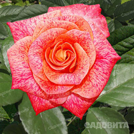 Роза флорибунда Мишель Серро Садовита