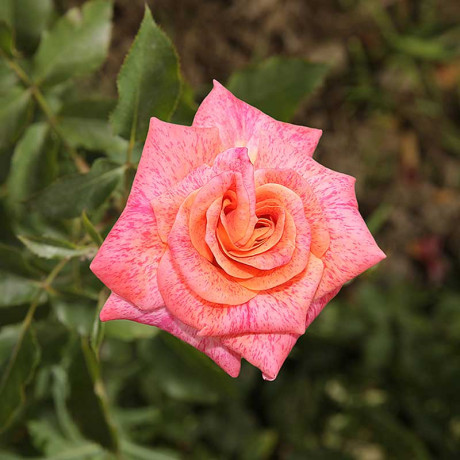 Роза флорибунда Мишель Серро Садовита