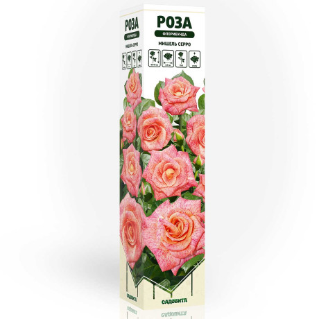 Роза флорибунда Мишель Серро Садовита