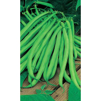 Семена Фасоль Бона Марс Ц