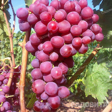 Виноград Алиса очень ранний Садовита