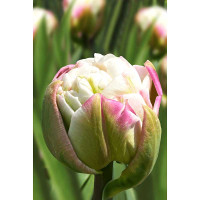 Тюльпан Пегги Уандер 11/12 3 шт Садовита