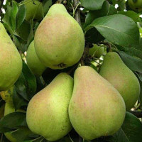 Груша Январская Садовита
