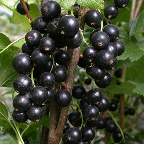 Смородина черная Илья Муромец Садовита