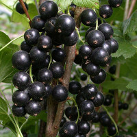 Смородина черная Илья Муромец Садовита