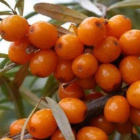 Облепиха Ботаническая любительская Садовита