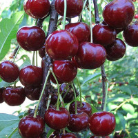 Дюк Кормилица Садовита