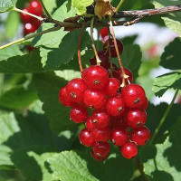 Смородина красная Подарок лета Садовита