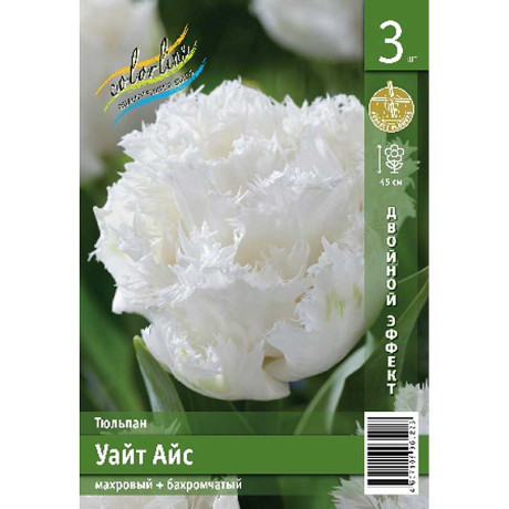 Тюльпан Уайт Айс 11/12 2 шт