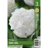 Тюльпан Уайт Айс 11/12 2 шт
