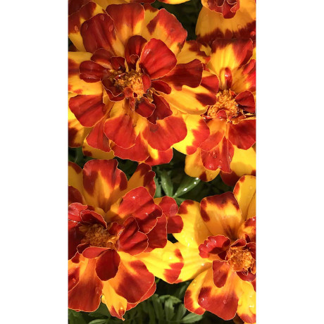 Бархатцы Дюранго Болеро 5штPanAmerican/Садовита Ц