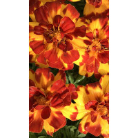Бархатцы Дюранго Болеро 5штPanAmerican/Садовита Ц