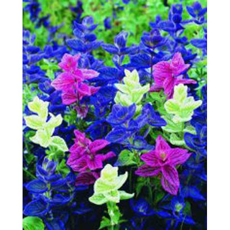 Сальвия хорминум мраморные ворота НК Ц