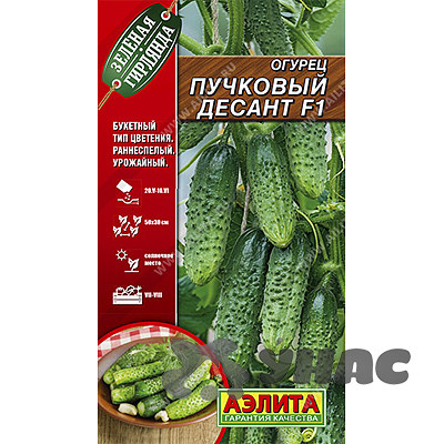 Огурец Пучковый десант Аэлита Ц