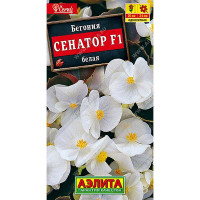 КОМ Бегония Сенатор белая Аэлита Ц